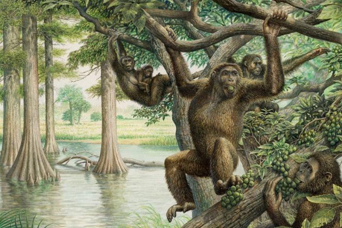 Researchers find link between apes in Africa and 10millionyearold